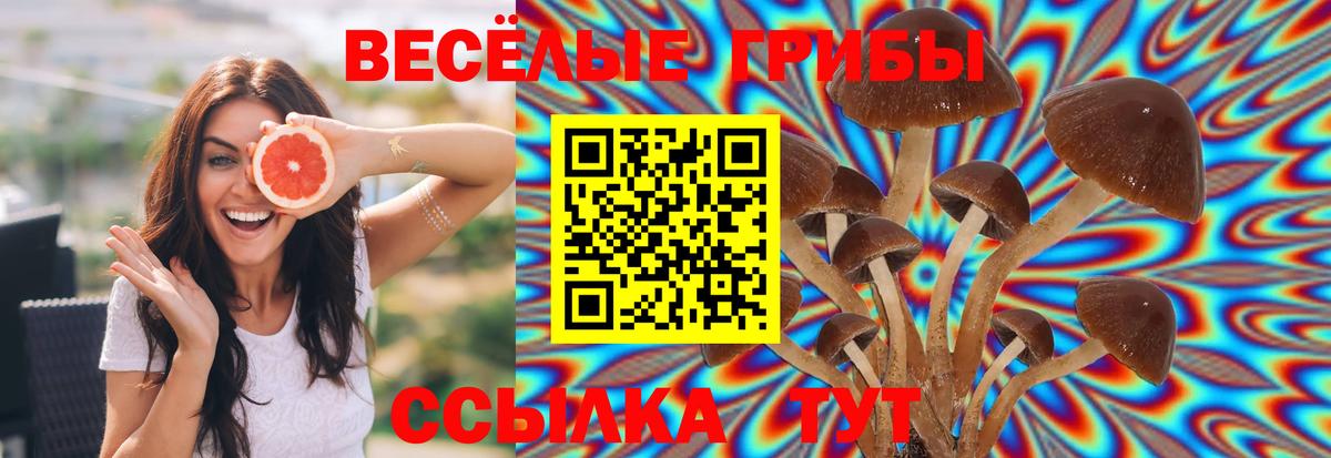 Галлюциногенные грибы Psilocybine cubensis  Вход с VPN  Борисоглебск  Псилоцибиновые грибы MAGIC MUSHROOMS 